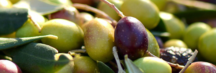 Le olive raccolte per la produzione di olio evo