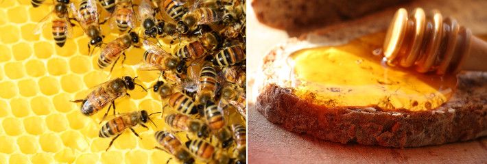 Le proprietà benefiche del miele
