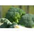 Broccolo calabrese