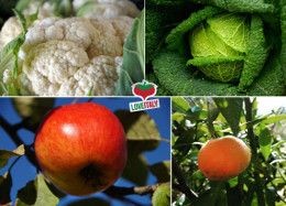 Frutta e verdura di Novembre | La spesa di stagione